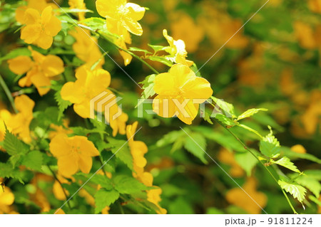 ヤマブキの花 91811224