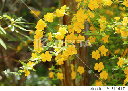 ヤマブキの花 91811617