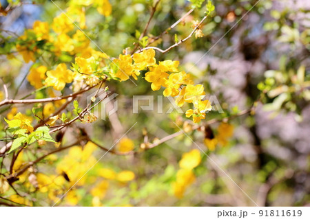 ヤマブキの花 ヤマブキの花 91811619