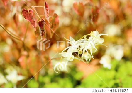 トキワイカリソウの花 91811622