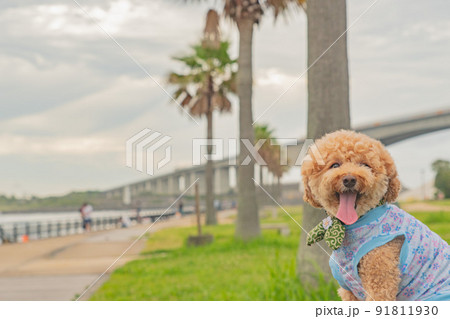 海と犬 海と犬 91811930
