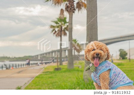 海と犬 91811932