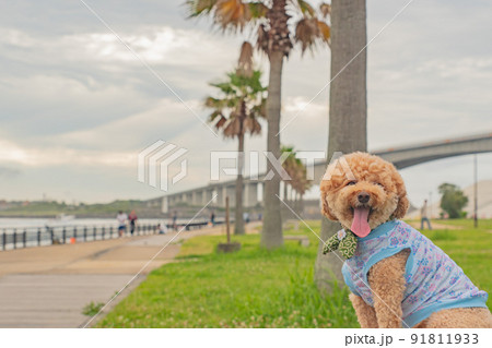 海と犬 91811933