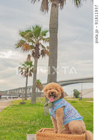 海と犬 海と犬 91811937