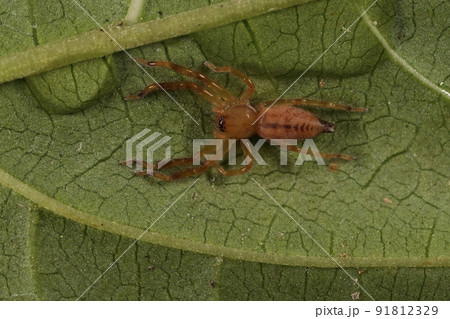 生き物 蜘蛛 カマスグモ、幼体です。成体は灰褐色ですがお腹の三角マークはほぼ残るようです 生き物 蜘蛛 カマスグモ、幼体です。成体は灰褐色ですがお腹の三角マークはほぼ残るようです 91812329