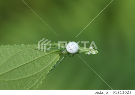 生き物　蜘蛛　チュラオニグモ、六月の石垣島で。外見はアオオニグモに似ています 91813022