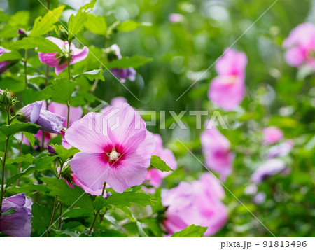 フヨウの花 91813496