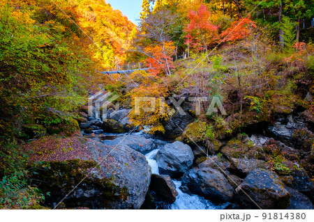 大柳川渓谷（秋） 91814380