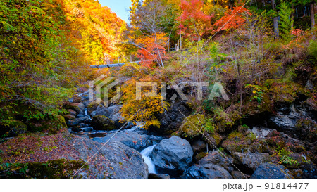 大柳川渓谷（秋） 91814477