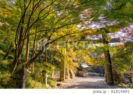 滋賀県多賀町 秋の胡宮神社の参道と鳥居 滋賀県多賀町 秋の胡宮神社の参道と鳥居 91814991