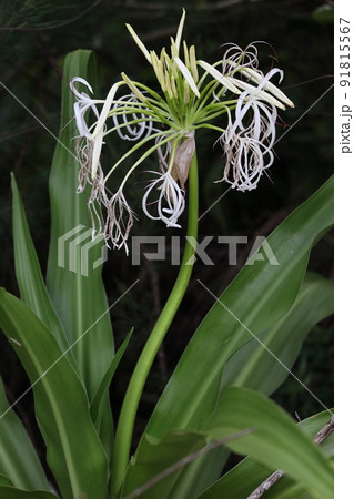 自然　植物　ハマユウ、石垣島の海岸で。茎先に沢山の香りのよい花。夜、順々に咲きます 91815567