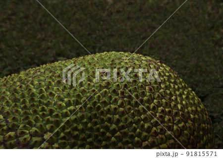 仏様のヘアスタイルみたいな南国の果物・ジャックフルーツ(タイ名・カヌン) 91815571