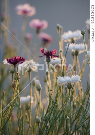 朝日に照らされる白と紅色の庭の花たち 91815625