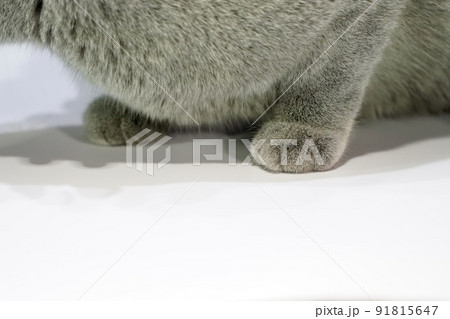 Close up the Thai Korat Claw Cat with dark gray fur on the white table with shadow on it. 91815647