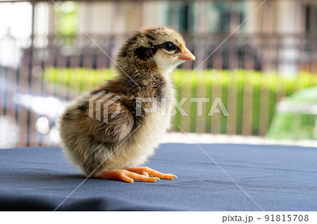 Baby Mini Wyandotte Chick on blue cloth table cover with green garden bokeh blur background. Baby Mini Wyandotte Chick on blue cloth table cover with green garden bokeh blur background. 91815708