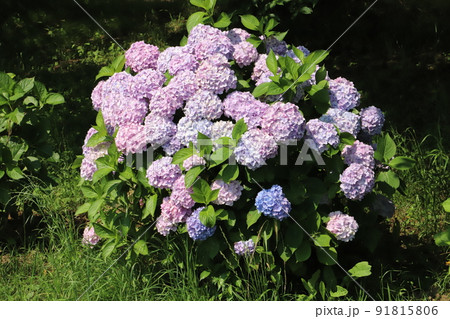 日本の初夏の公園に咲くピンクや青や薄桃色などのカラフルなアジサイの花 日本の初夏の公園に咲くピンクや青や薄桃色などのカラフルなアジサイの花 91815806
