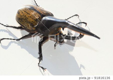 ヘラクレスオオカブトのヘラクレスヘラクレス 白背景 ヘラクレスオオカブトのヘラクレスヘラクレス 白背景 91816136