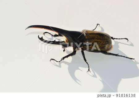 ヘラクレスオオカブトのヘラクレスヘラクレス 白背景 ヘラクレスオオカブトのヘラクレスヘラクレス 白背景 91816138