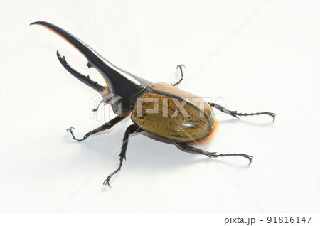 ヘラクレスオオカブトのヘラクレスヘラクレス 白背景 ヘラクレスオオカブトのヘラクレスヘラクレス 白背景 91816147