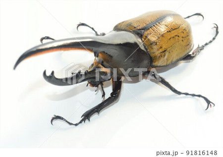 ヘラクレスオオカブトのヘラクレスヘラクレス 白背景 ヘラクレスオオカブトのヘラクレスヘラクレス 白背景 91816148