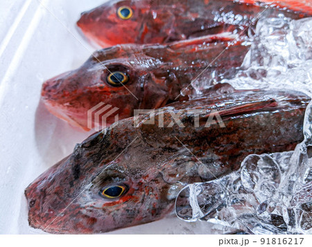 ほうぼうの素材画像。市場の箱に氷漬けの魚画像。 ほうぼうの素材画像。市場の箱に氷漬けの魚画像。 91816217
