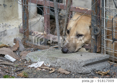 sad brown Thai dog showing the unhappy from its eye. It's in the old cage. 91817009