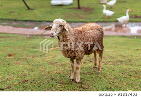 Sheep standing alone in the zoo Sheep standing alone in the zoo 91817403