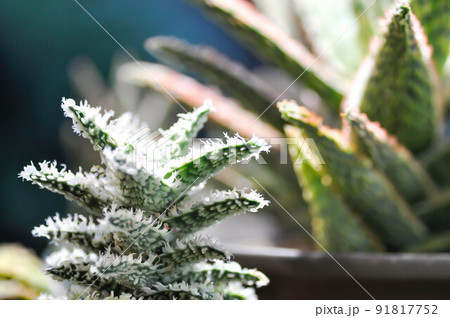 haworthia arachnoidea or Haworthia limifolia or Haworthia Capillaris ,cactus haworthia arachnoidea or Haworthia limifolia or Haworthia Capillaris ,cactus 91817752