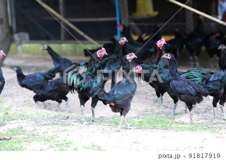 black chicken black chicken 91817919