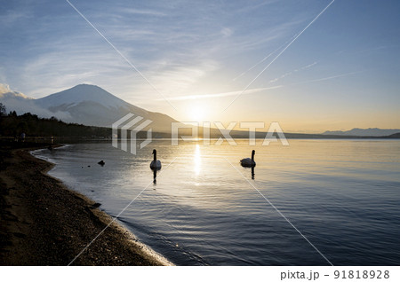 山梨　富士山と山中湖の白鳥 91818928