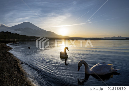 山梨　富士山と山中湖の白鳥 91818930