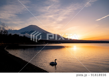 山梨　富士山と山中湖の白鳥 91818936