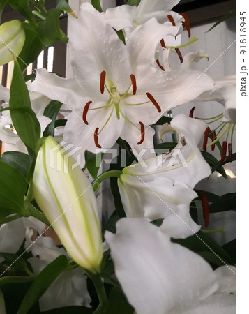 Japanese White Beauty 91818945