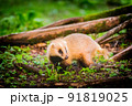 動物 91819025