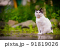 猫 91819026