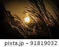 すすき 91819032