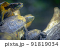 亀 91819034