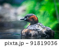 カイツブリ 91819036