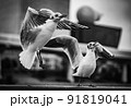 鳥 91819041