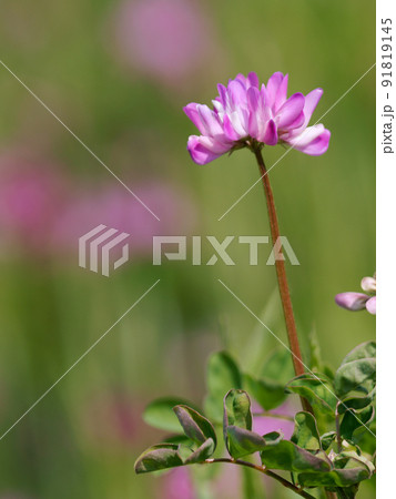 春の野原に咲く蓮華 91819145