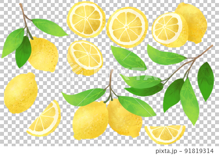 レモンのイラスト素材セット 91819314