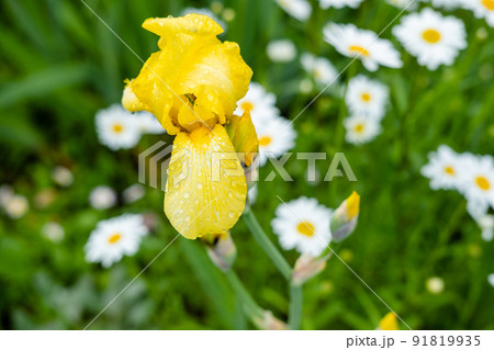 yellow iris close-up on a background of daisies yellow iris close-up on a background of daisies 91819935