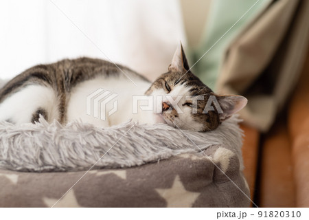 眠る猫 キジトラ猫 眠る猫 キジトラ猫 91820310