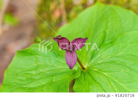 満開のミヤマエンレイソウとカラフルなカミキリムシのコラボシーン＠富山 91820716