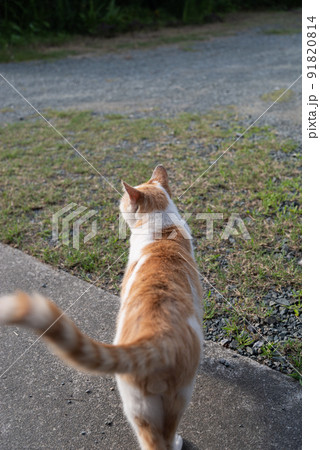 猫の後ろ姿　茶白猫 91820814