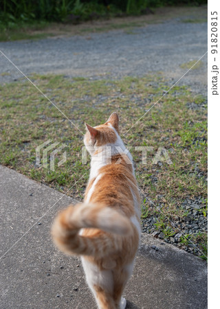 猫の後ろ姿 茶白猫 猫の後ろ姿 茶白猫 91820815