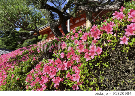 八坂神社 西楼門 サツキ 八坂神社 西楼門 サツキ 91820984