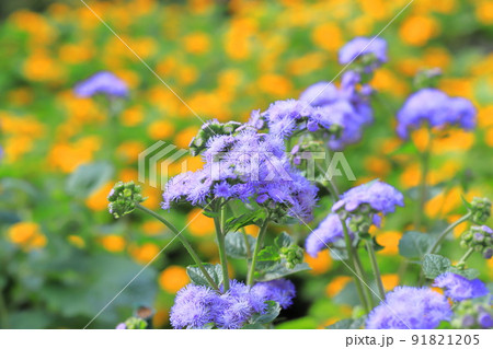 紫色のアゲラタム（かっこうあざみ）の花 91821205