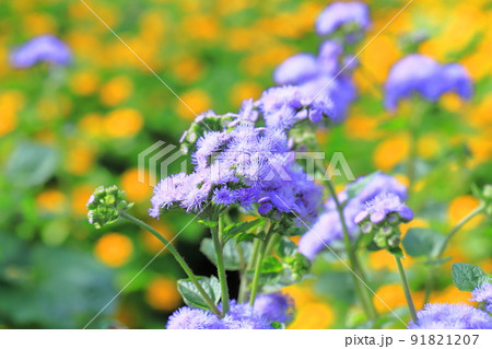 紫色のアゲラタム(かっこうあざみ)の花 紫色のアゲラタム(かっこうあざみ)の花 91821207