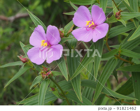 ヒメノボタンの花 ヒメノボタンの花 91821462